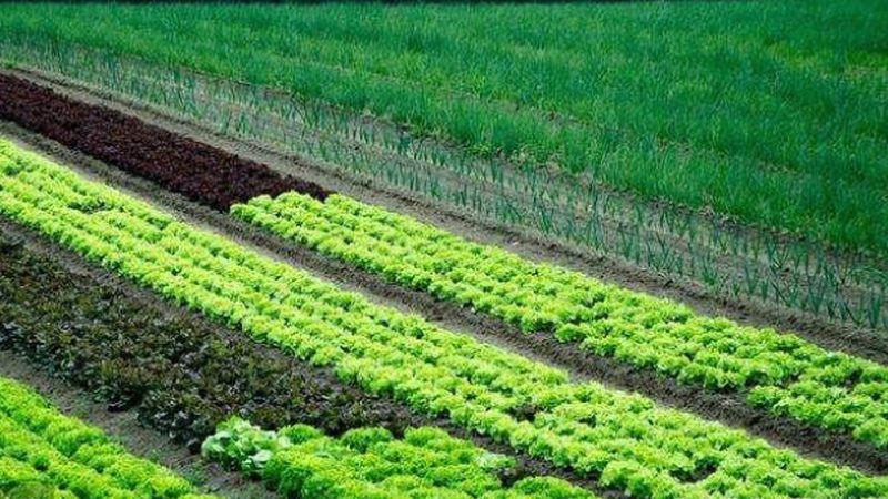 合作社饲料批发价格查询：如何规避误区，找到性价比高的产品