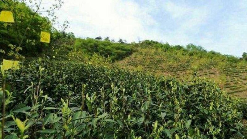 小型农业项目推荐 优缺点