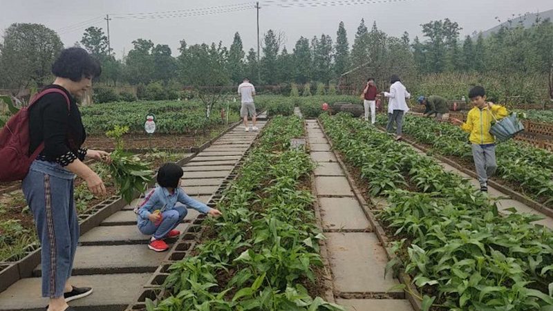 加盟有机蔬菜品牌，别只看补贴和名气