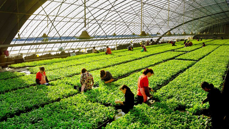 蔬菜配送价格计算公式：揭秘成本构成与定价策略**