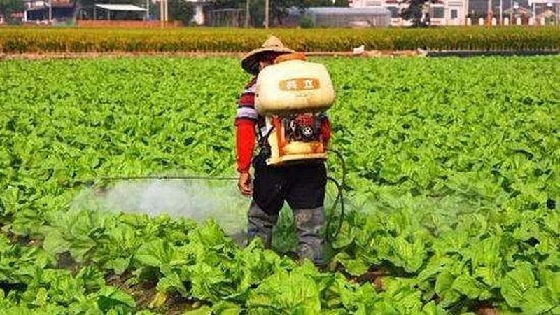 广州蔬菜批发市场有机专区：探寻绿色生活的源头**