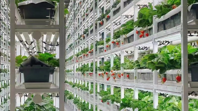 果蔬配送损耗原因及解决之道